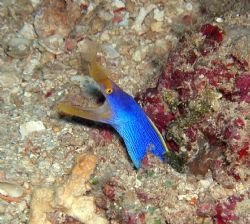 1st blue ribbon eel in my life...Fiji, beqa island by Renee Tay 